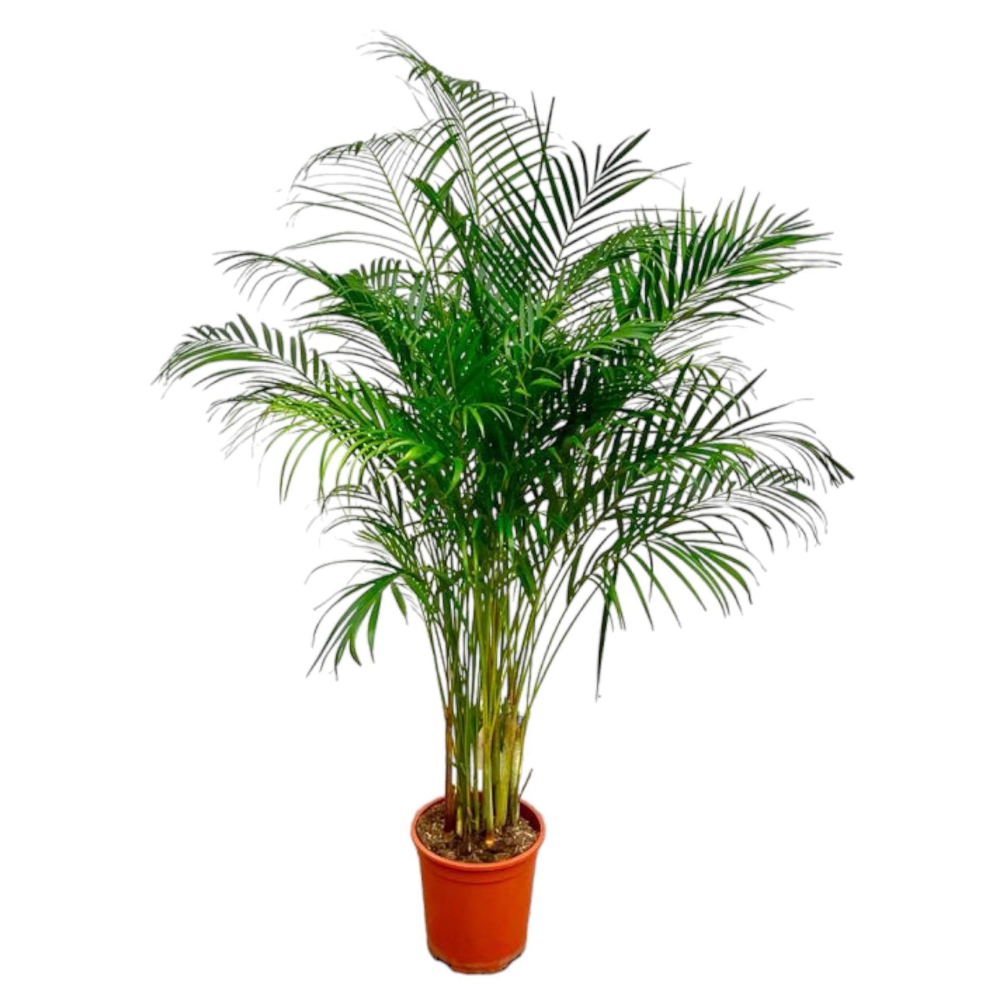 Hong Kong - Areca palm