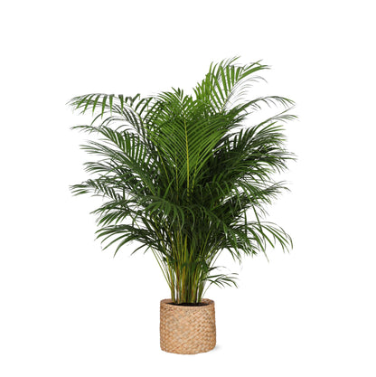 Hong Kong - Areca palm