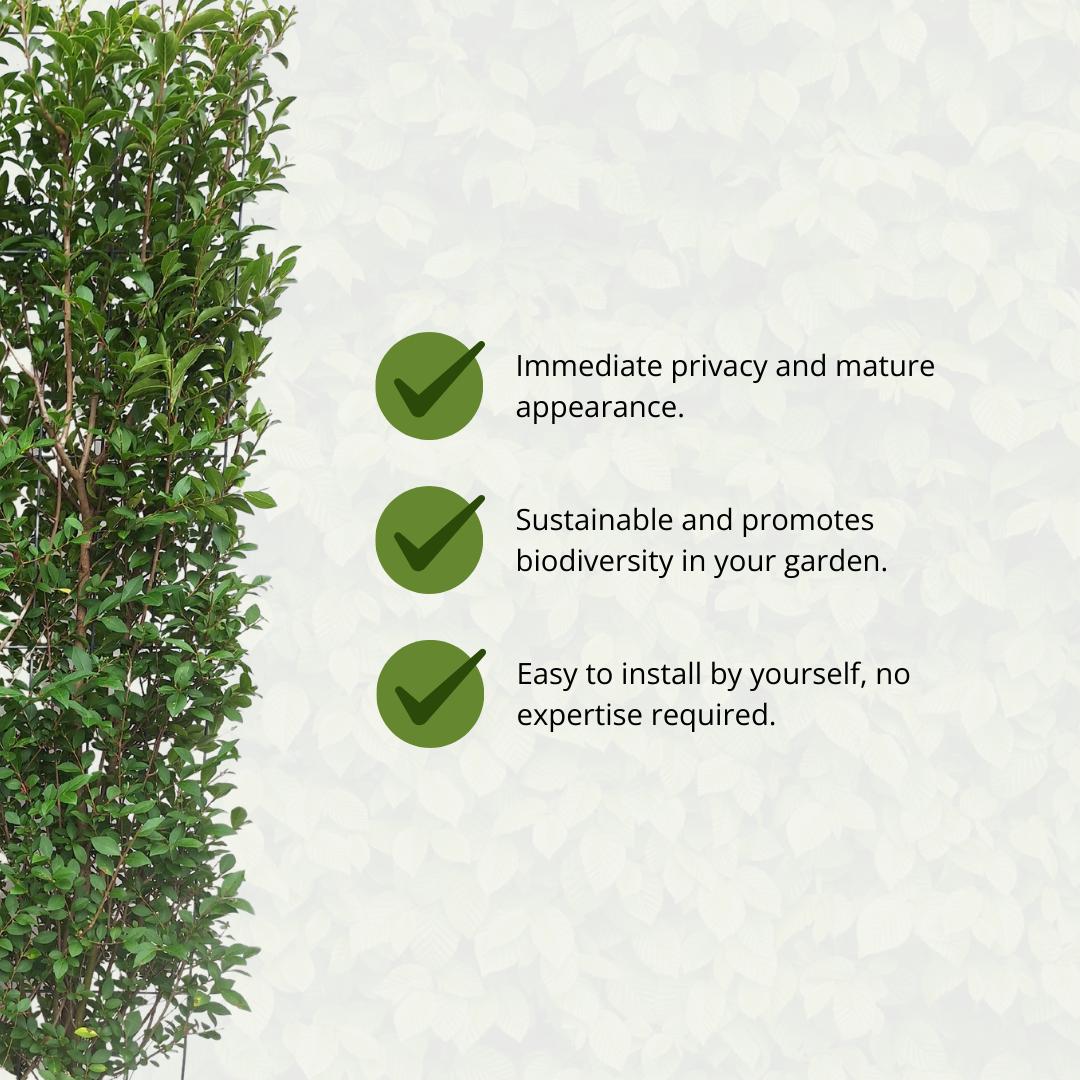 Ligustrum Ovalifolium - Privet Hedge - Pre Grown Hedge