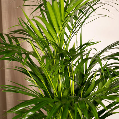 Hong Kong - Areca palm