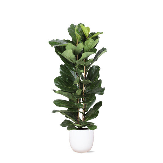 Monaco - Ficus Lyrata