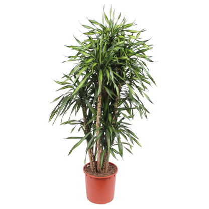 Lagos - Dracaena Riki