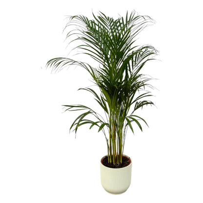 Hong Kong - Areca palm