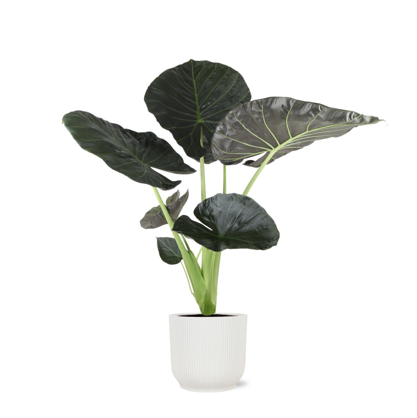 New York - Alocasia Regal Shield