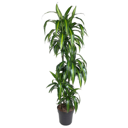 Jakarta - Dracaena Hawaiiana