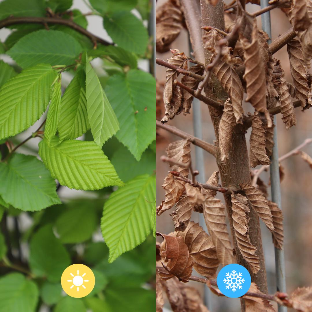 Carpinus Betulus - beech hedge - Pre Grown Hedge