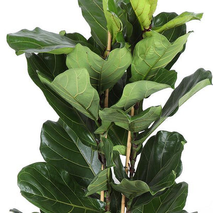 Monaco - Ficus Lyrata