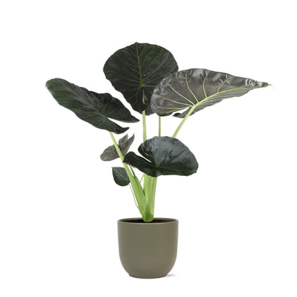 New York - Alocasia Regal Shield