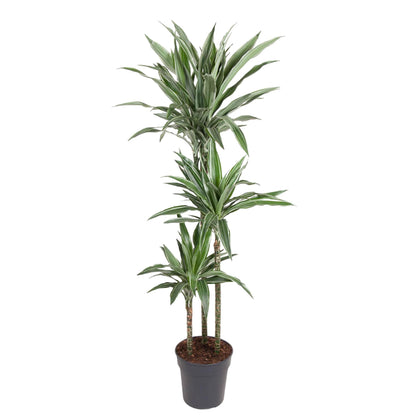 Brussels - Dracaena Warneckei