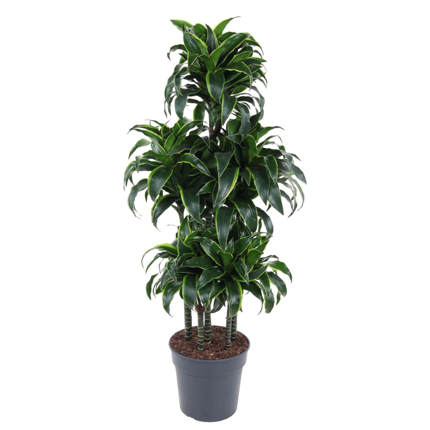 Milan - Dracaena Dorado