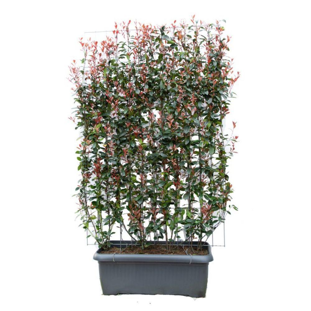 Photinia fraseri - Pre Grown Hedge - ↨180cm