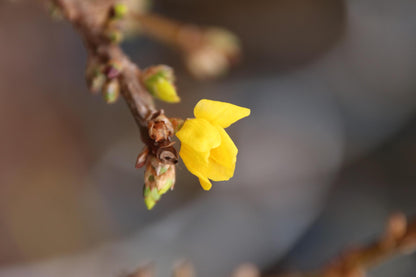 Forsythia int. 'Lynwood' - Pre Grown Hedge