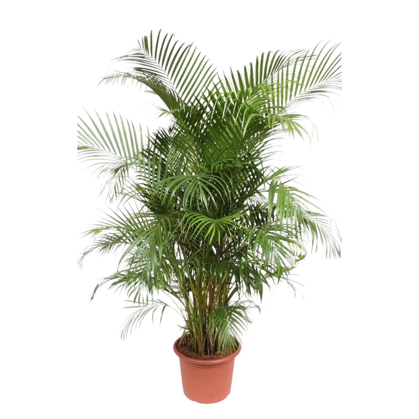 Hong Kong - Areca palm