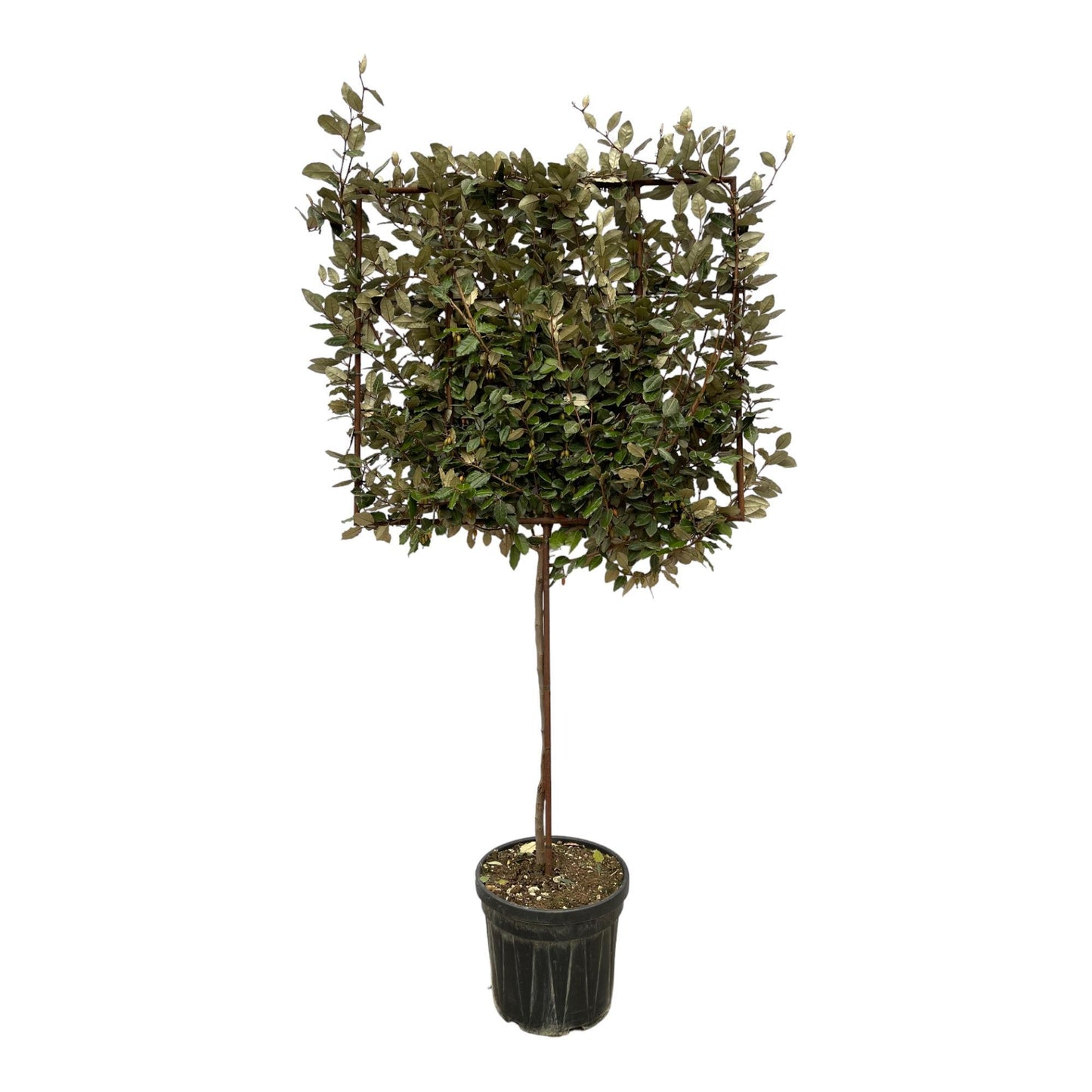 Toledo - Eleagnus Ebbingei (Tree on rack)