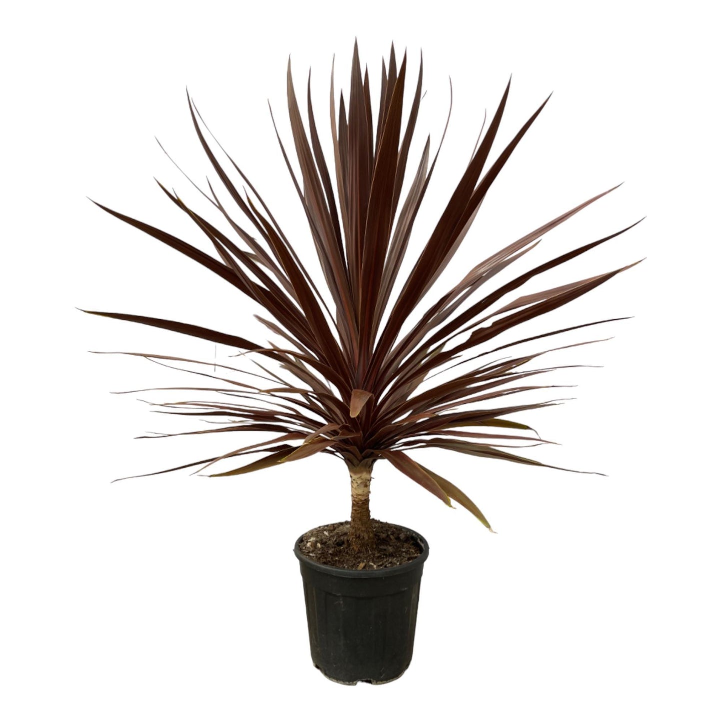 Porto - Cordyline Red Star