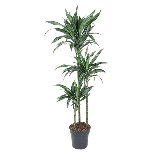 Santiago - Dracaena Ulises