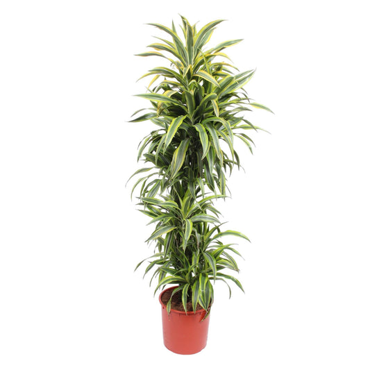 Miami - Dracaena Lemon Lime