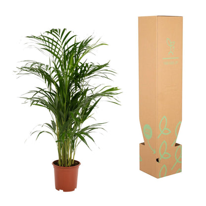 Hong Kong - Areca palm