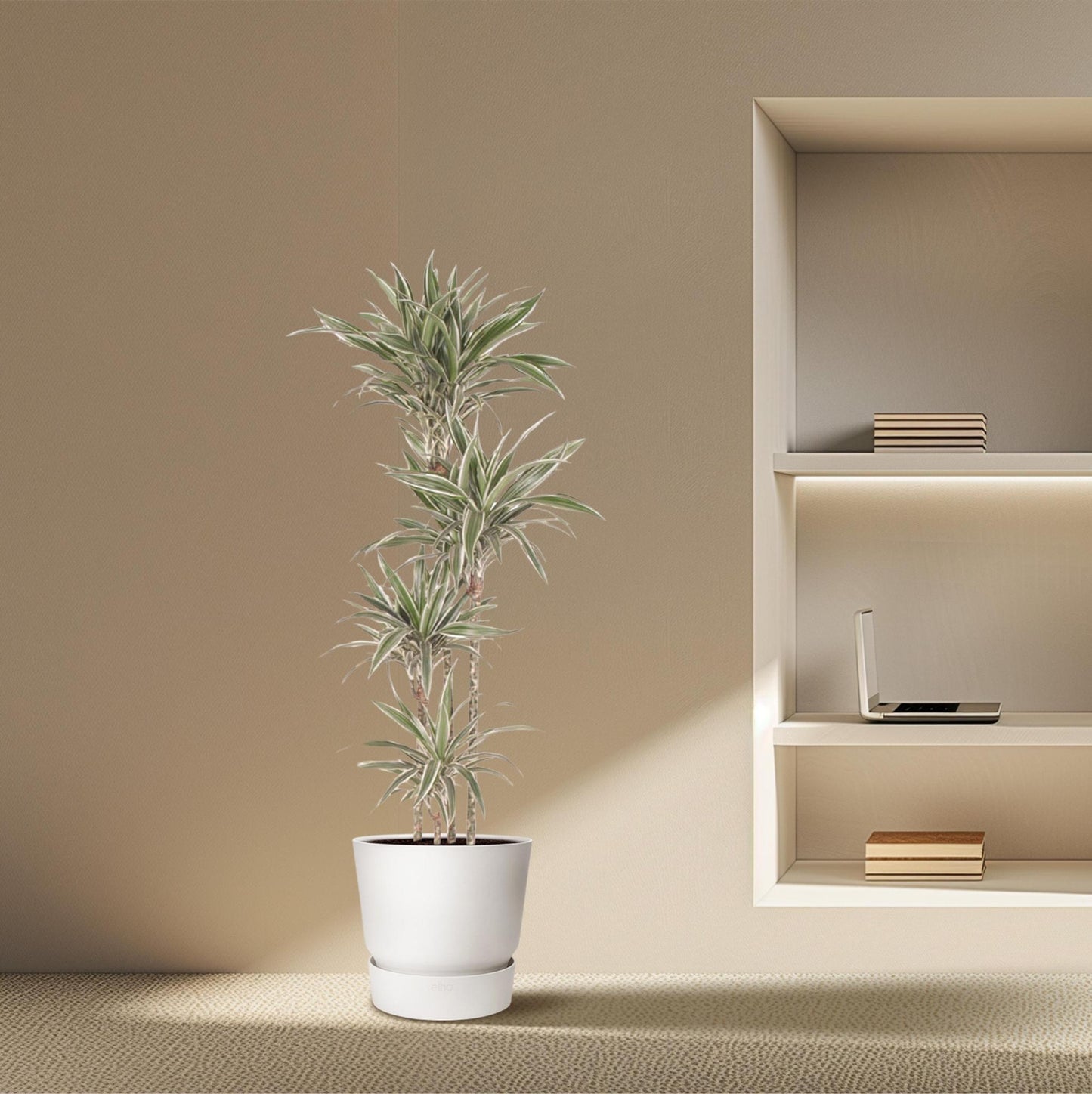 Copenhagen - Dracaena White Stripe