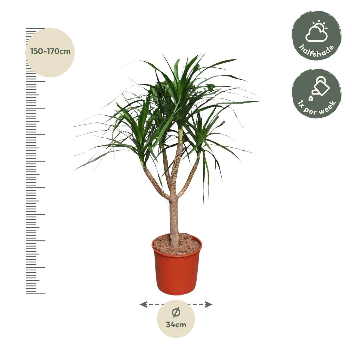 Caïro - Dracaena Draco