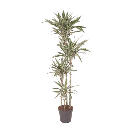 Copenhagen - Dracaena White Stripe