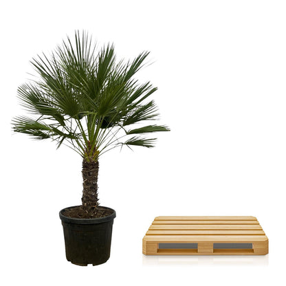 Larissa - Chamaerops Humilis (Tree)