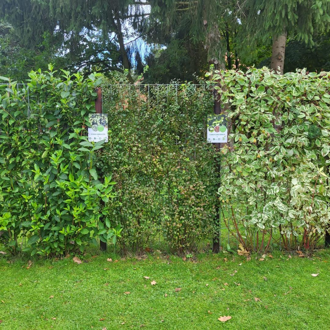 Spiraea Vanhouttei - Musclebush - Pre Grown Hedge