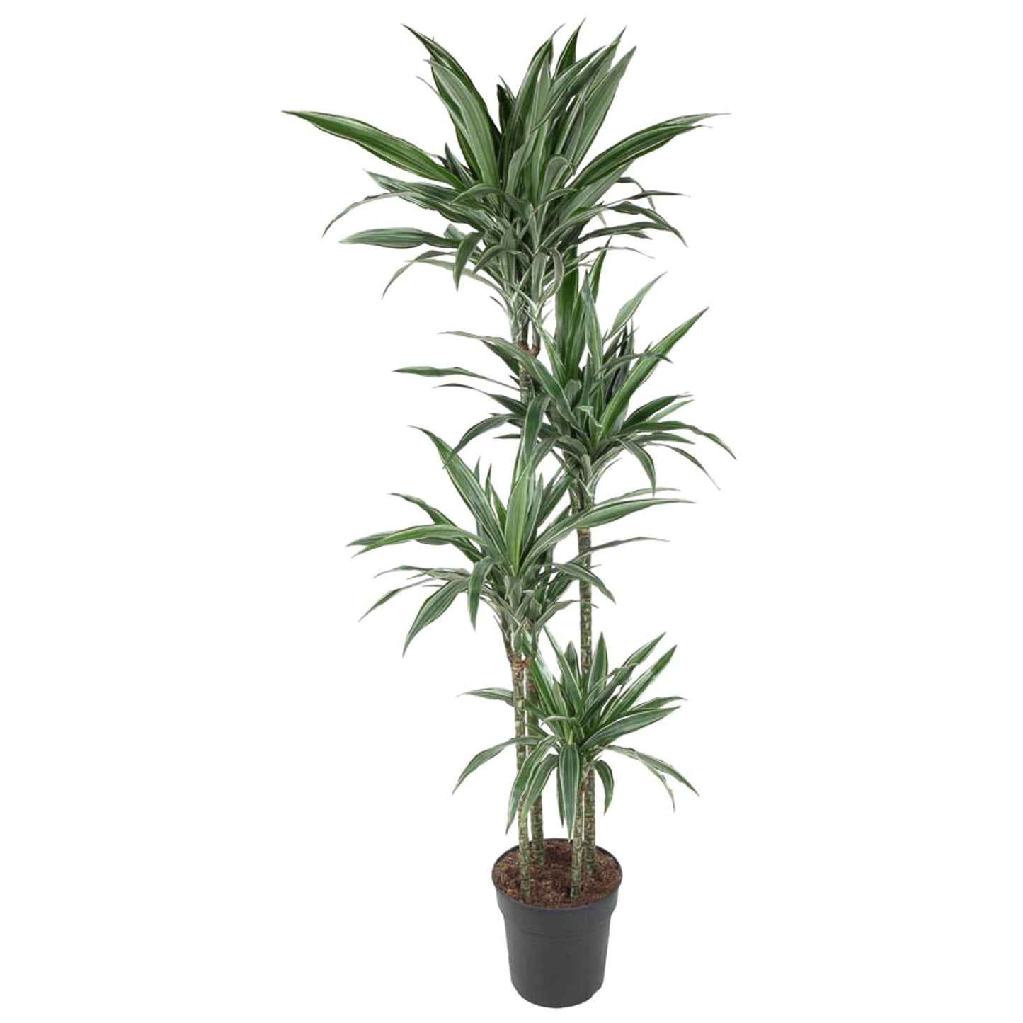 Brussels - Dracaena Warneckei