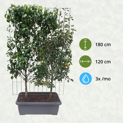 Pyrus Communis 'Duo-peer' - Peer Tree - Pre Grown Hedge