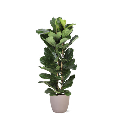 Monaco - Ficus Lyrata