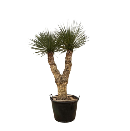 Nairobi - Yucca Rostrata Hidra XXL