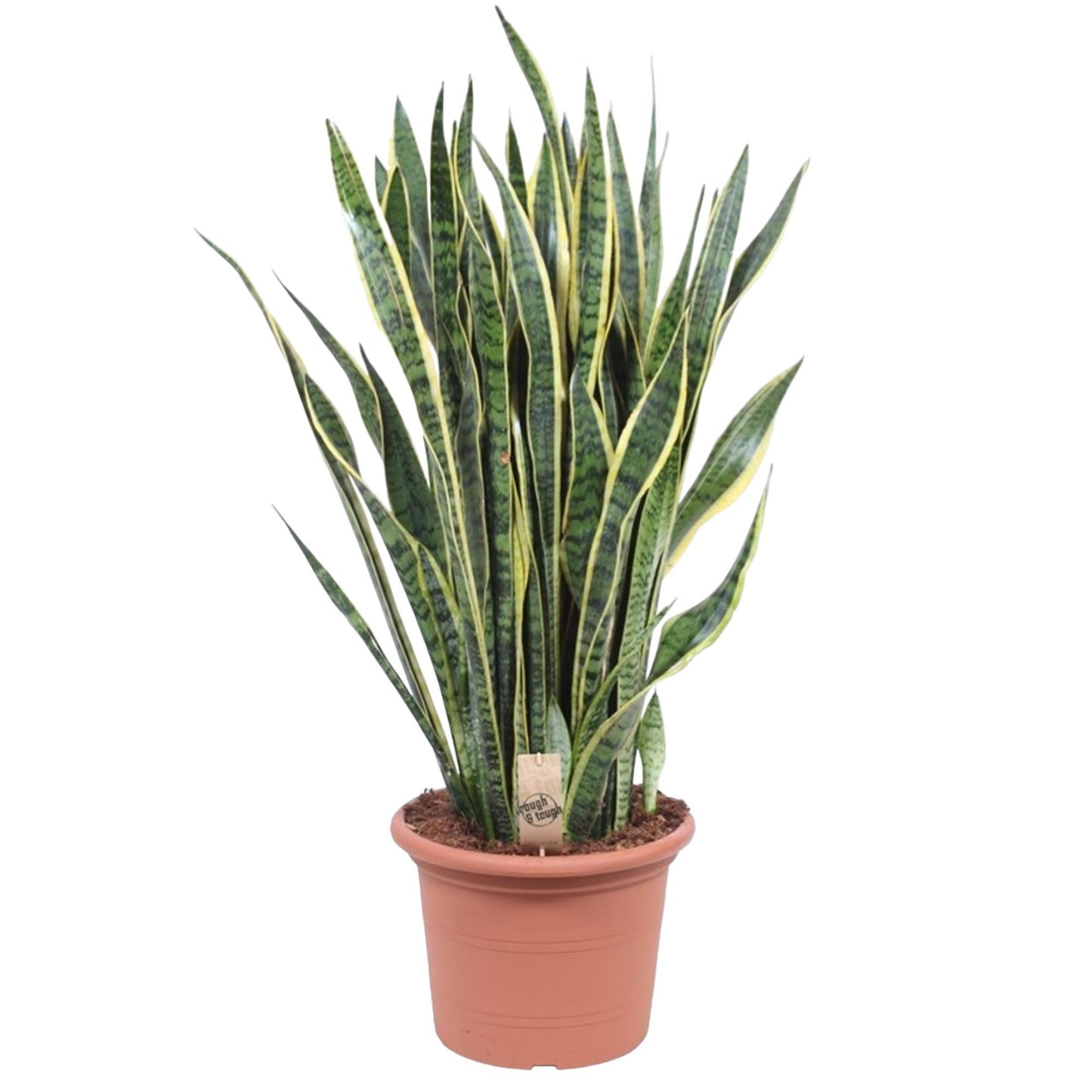 Nassau - Sansevieria Laurentii