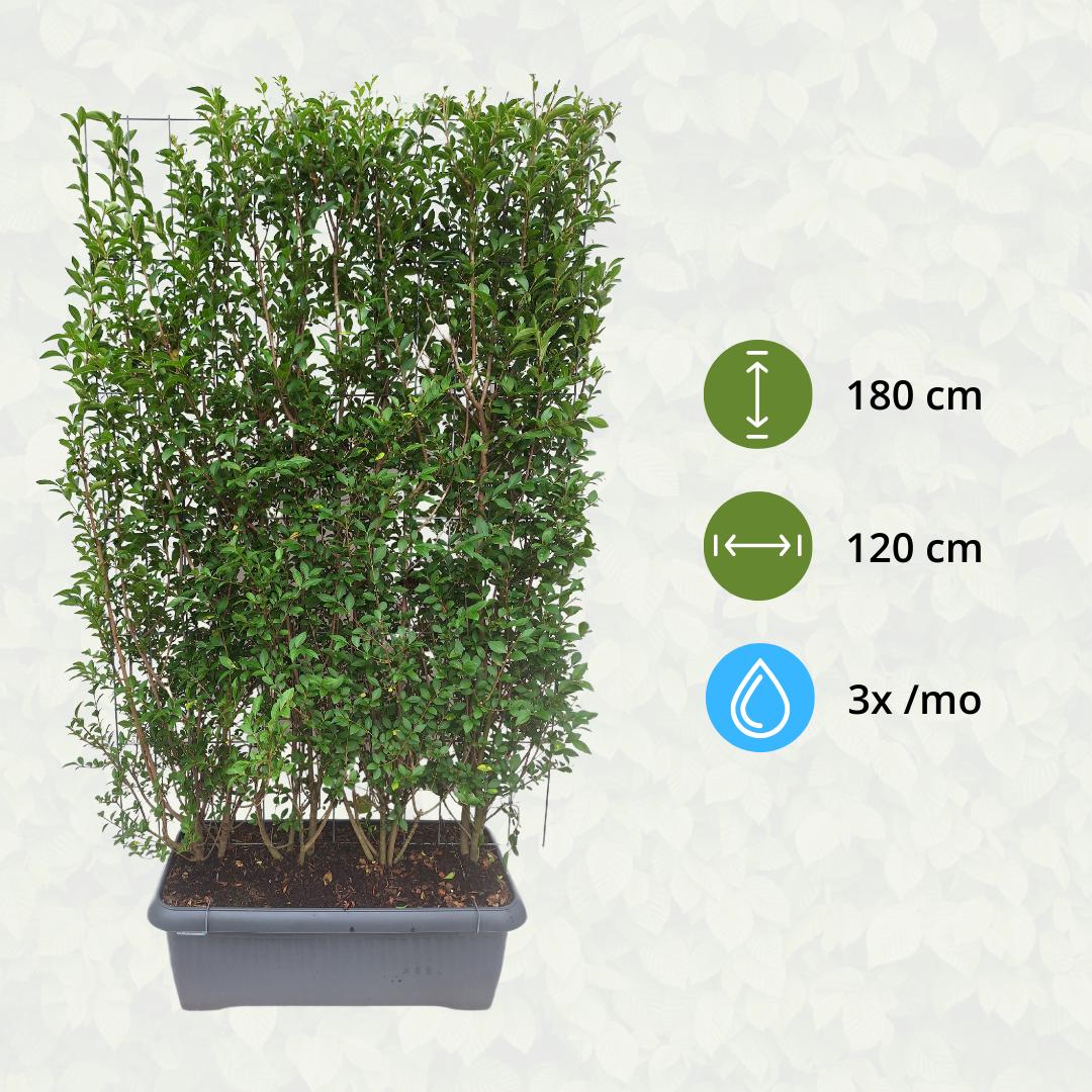 Ligustrum Ovalifolium - Privet Hedge - Pre Grown Hedge