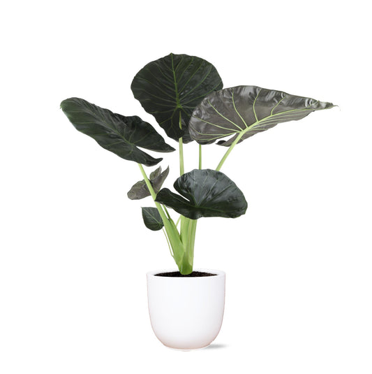 New York - Alocasia Regal Shield