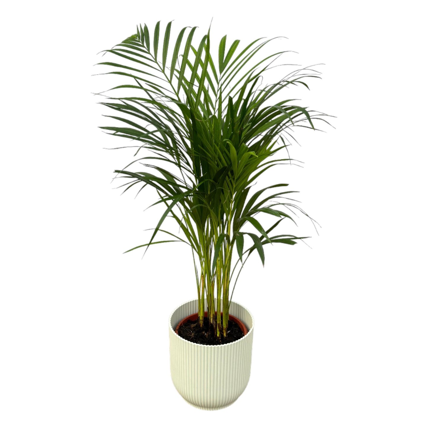 Hong Kong - Areca palm