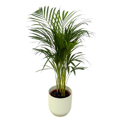 Hong Kong - Areca palm