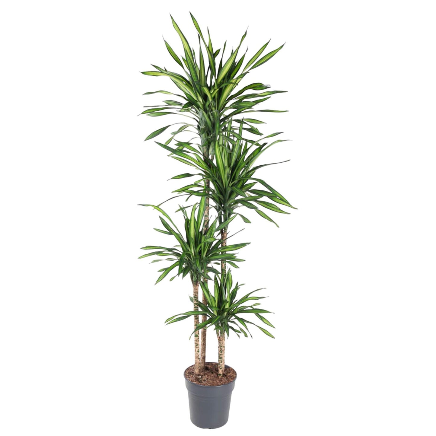 Lagos - Dracaena Riki