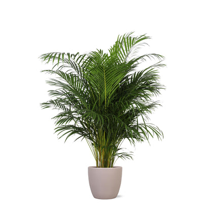 Hong Kong - Areca palm