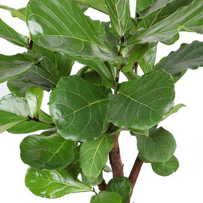 Geneva - Ficus Lyrata (Branched)