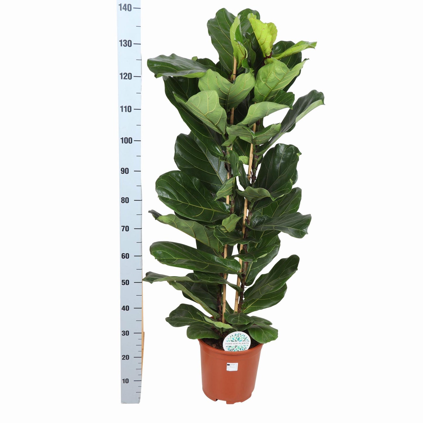 Monaco - Ficus Lyrata