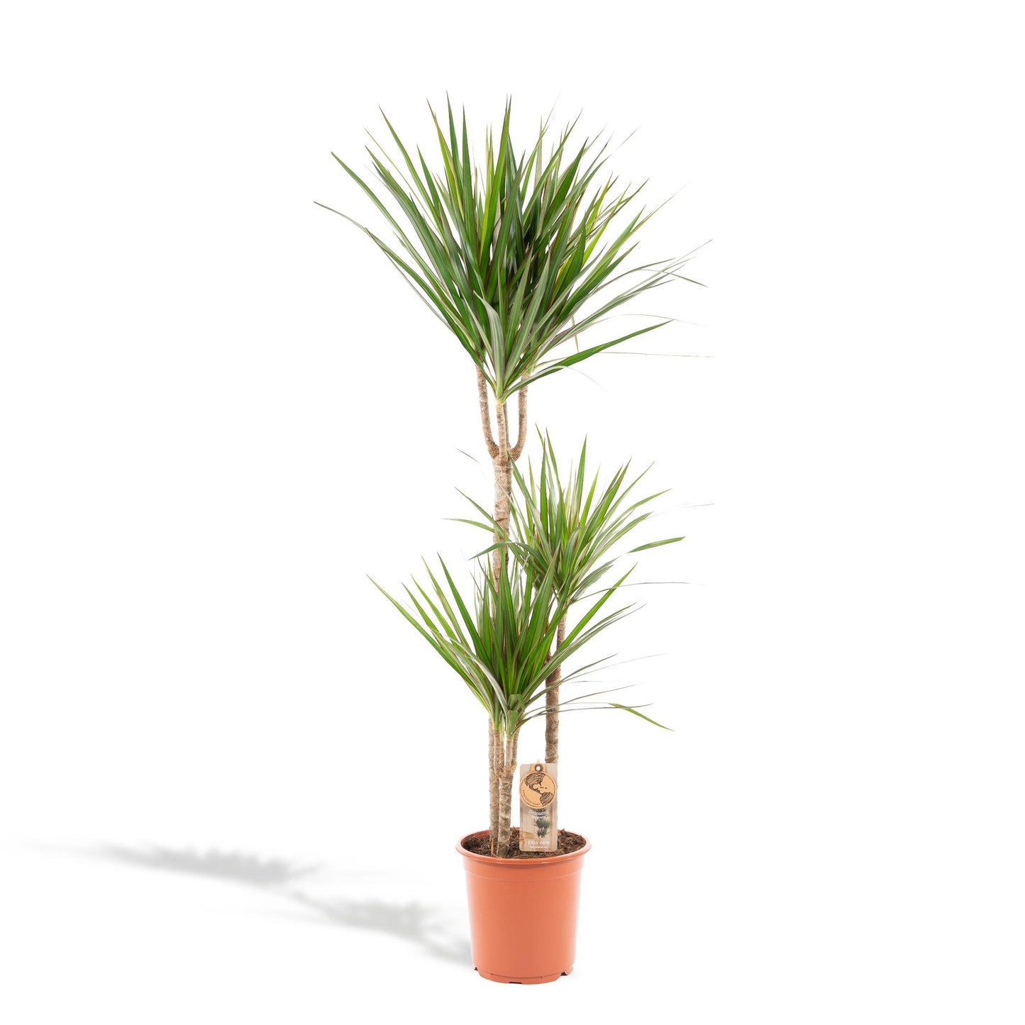 Houston - Dracaena Marginata