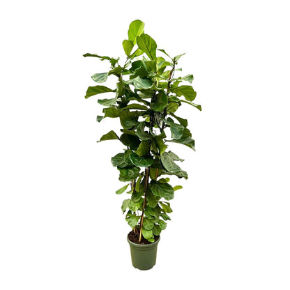 Monaco - Ficus Lyrata