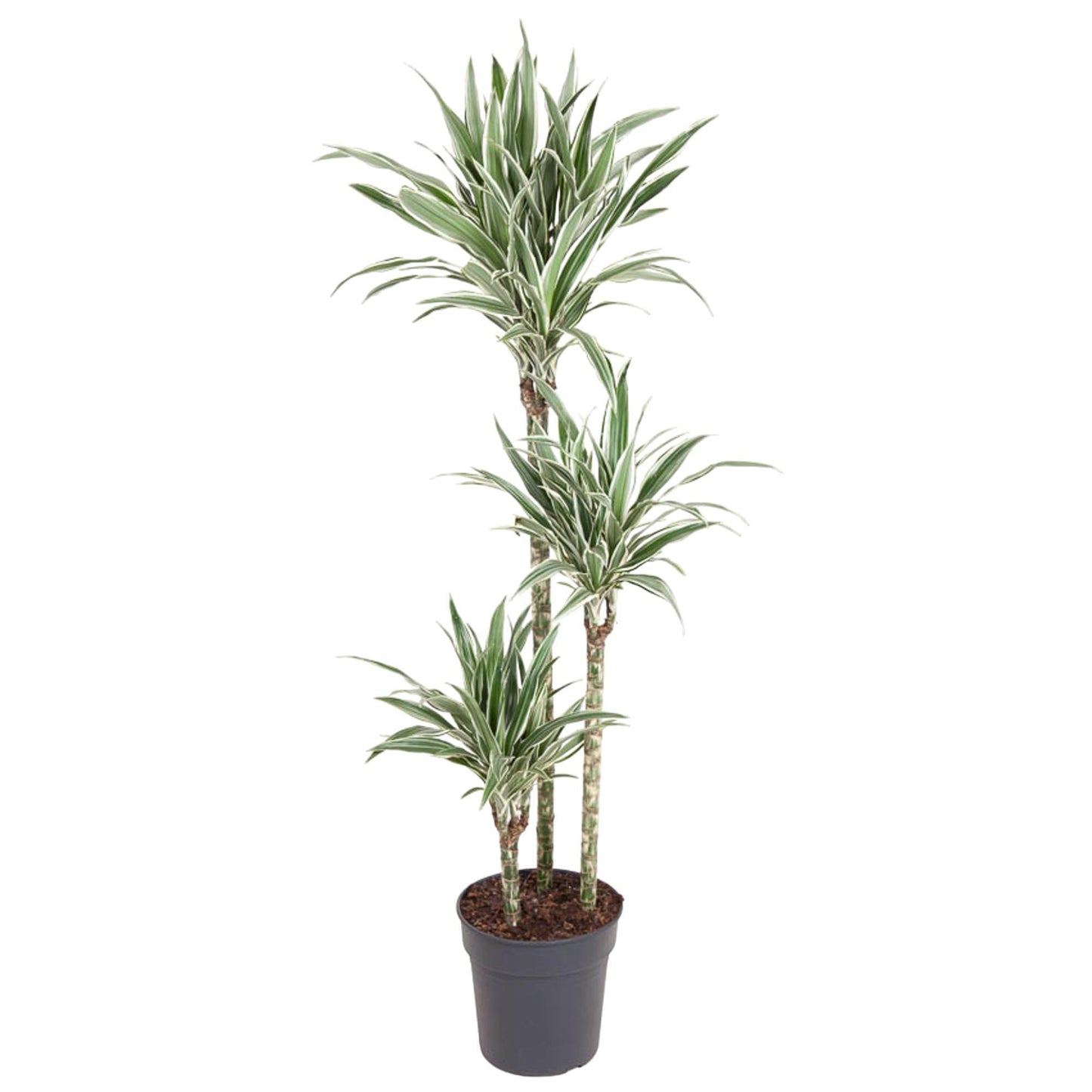 Copenhagen - Dracaena White Stripe