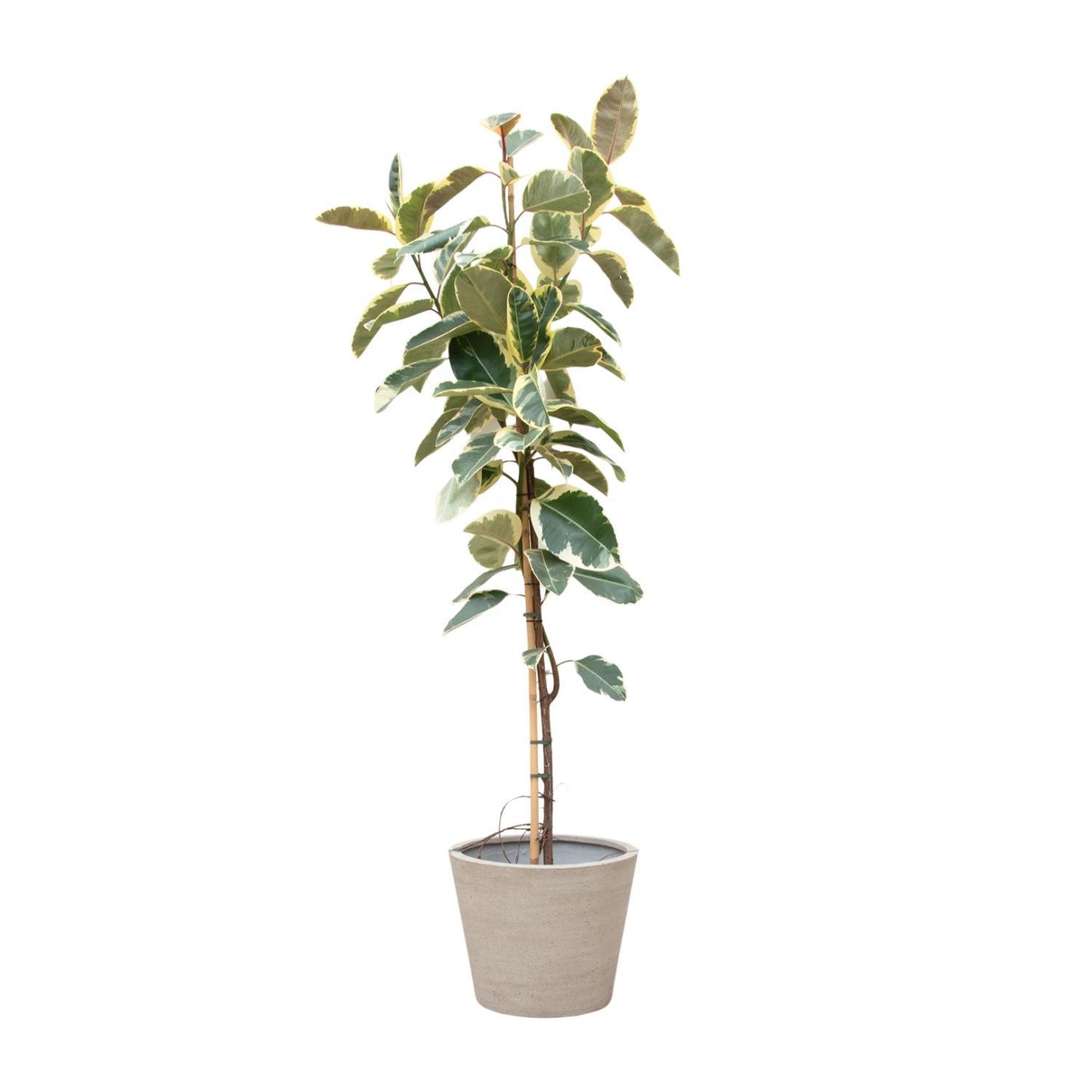 Birmingham - Ficus Elastica Tineke