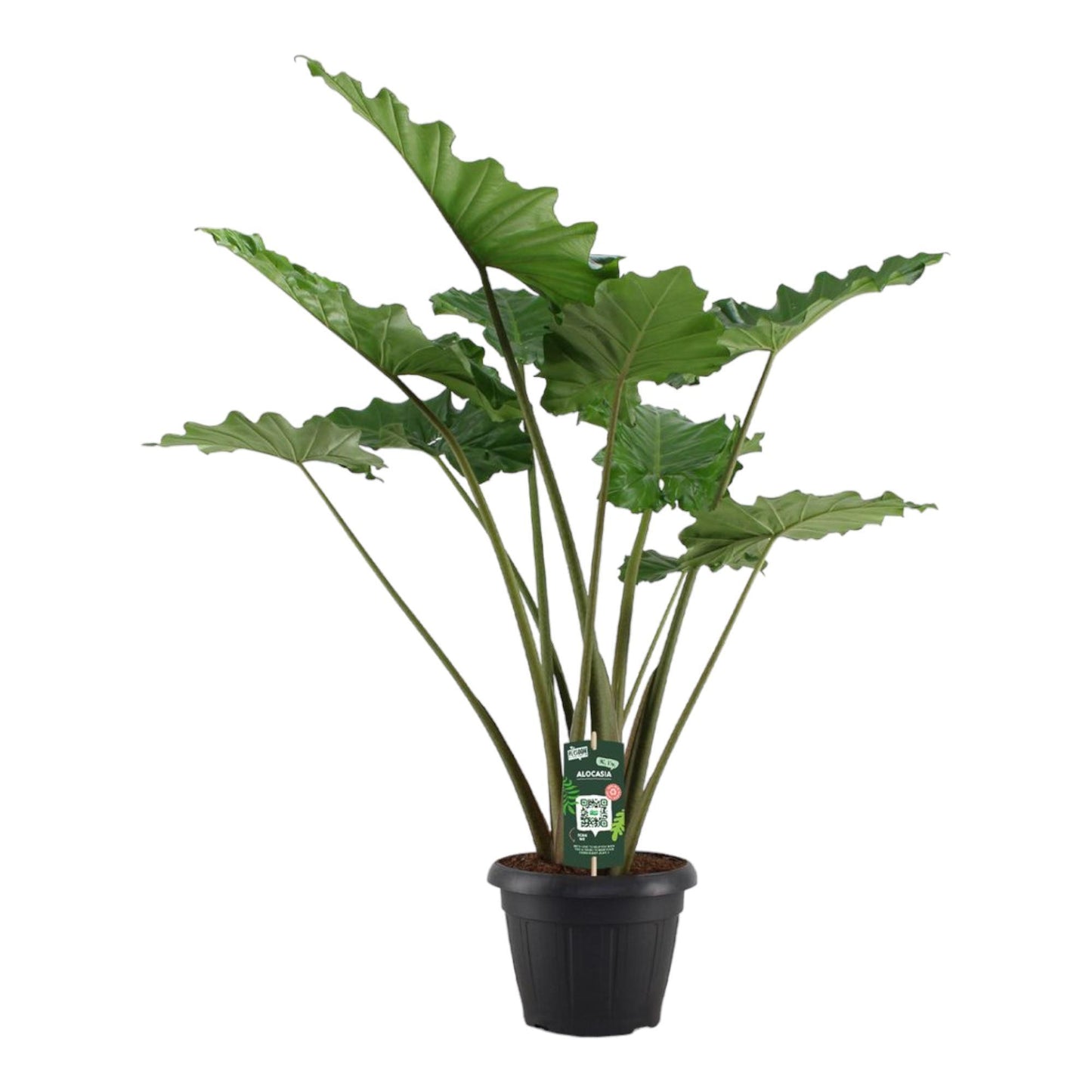 Dallas - Alocasia Portodora