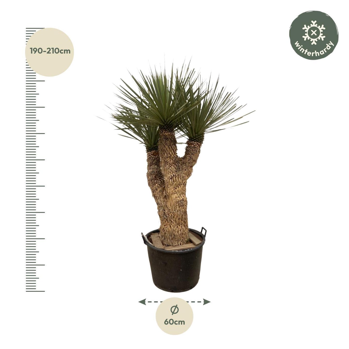 Nairobi - Yucca Rostrata Hidra XXL