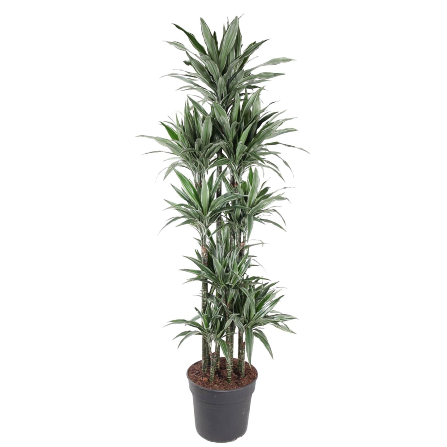 Brussels - Dracaena Warneckei