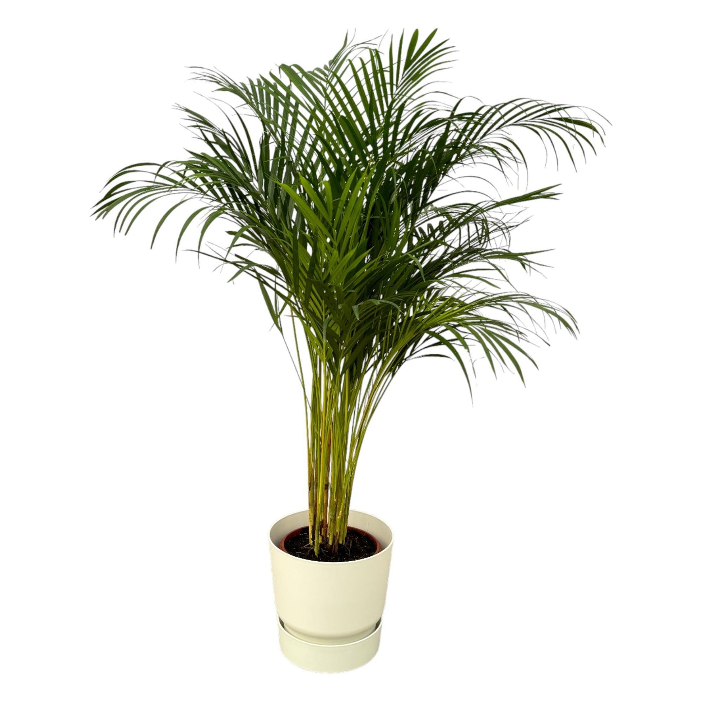 Hong Kong - Areca palm