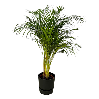 Hong Kong - Areca palm