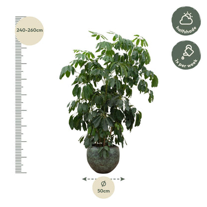 Essen - Schefflera Amate